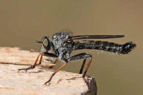 Réf. 264 171 : Neomochtherus geniculatus